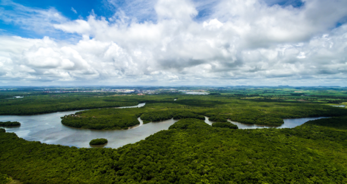 Amazon Rainforest in Brazil